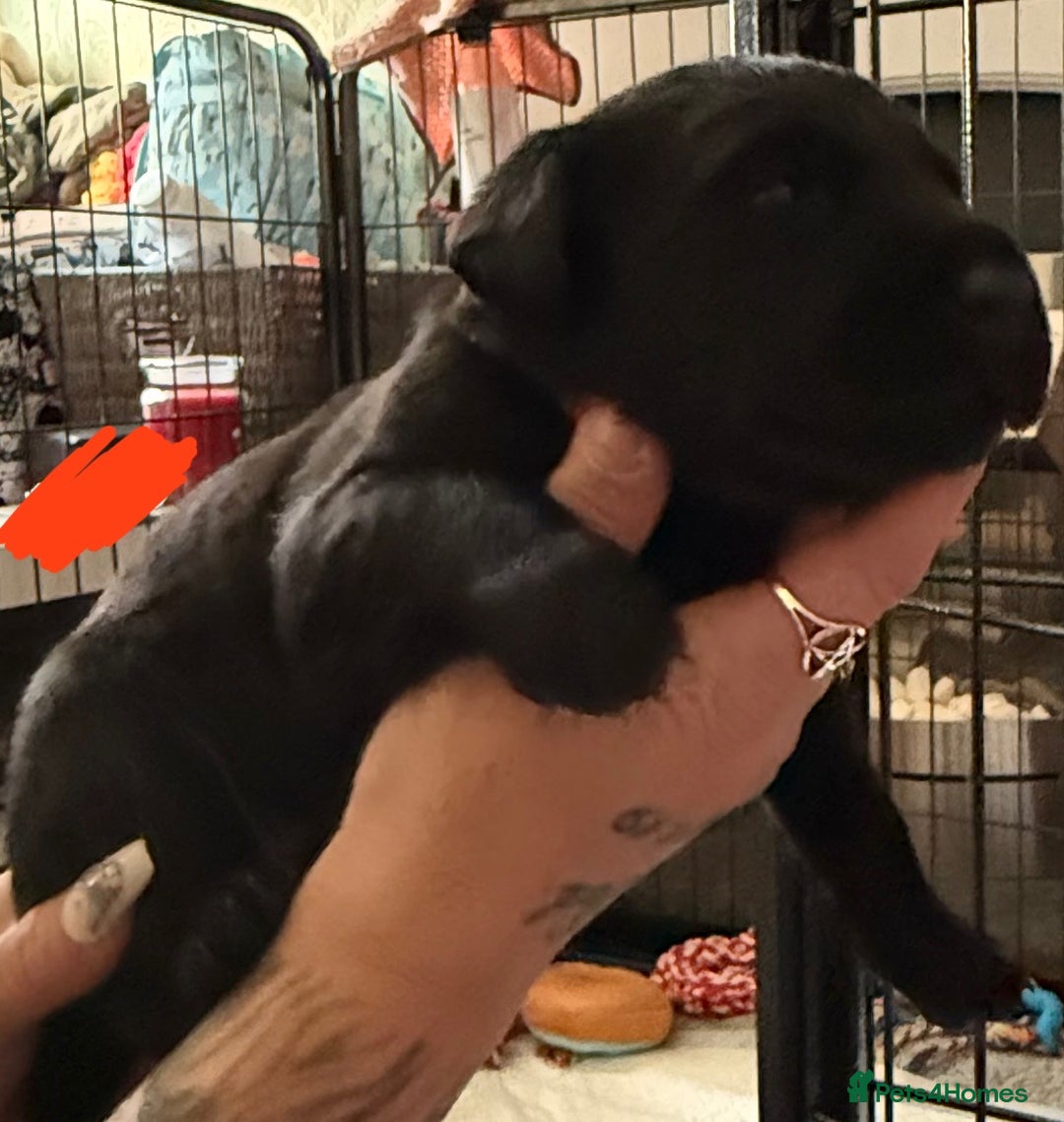 Labrador Retriever dogs for sale: Stunning litter of pure bred black Labrador pups  - Image 17