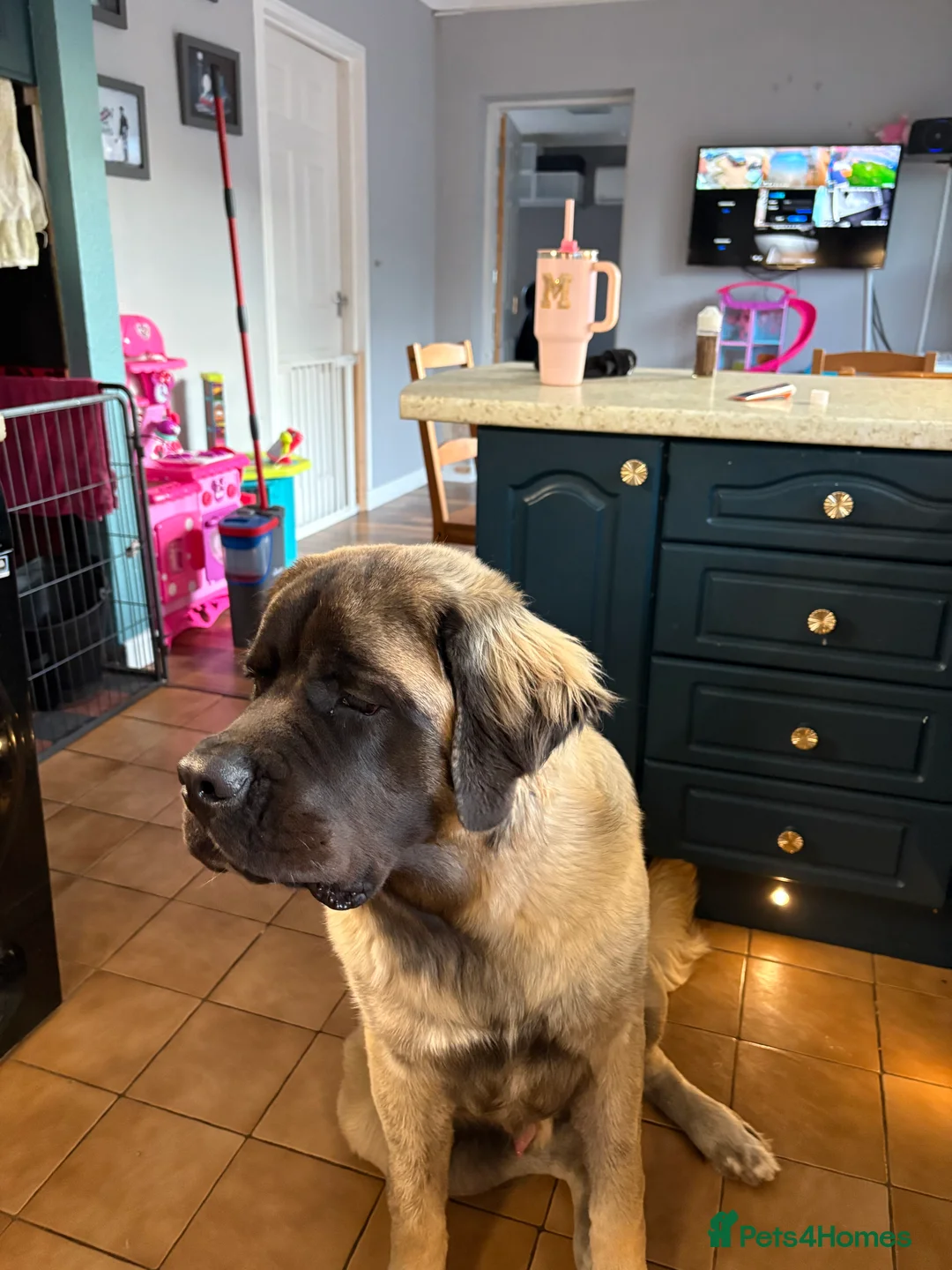 Mastiff dogs for stud: Old English Mastiff for Stud - Advert 16