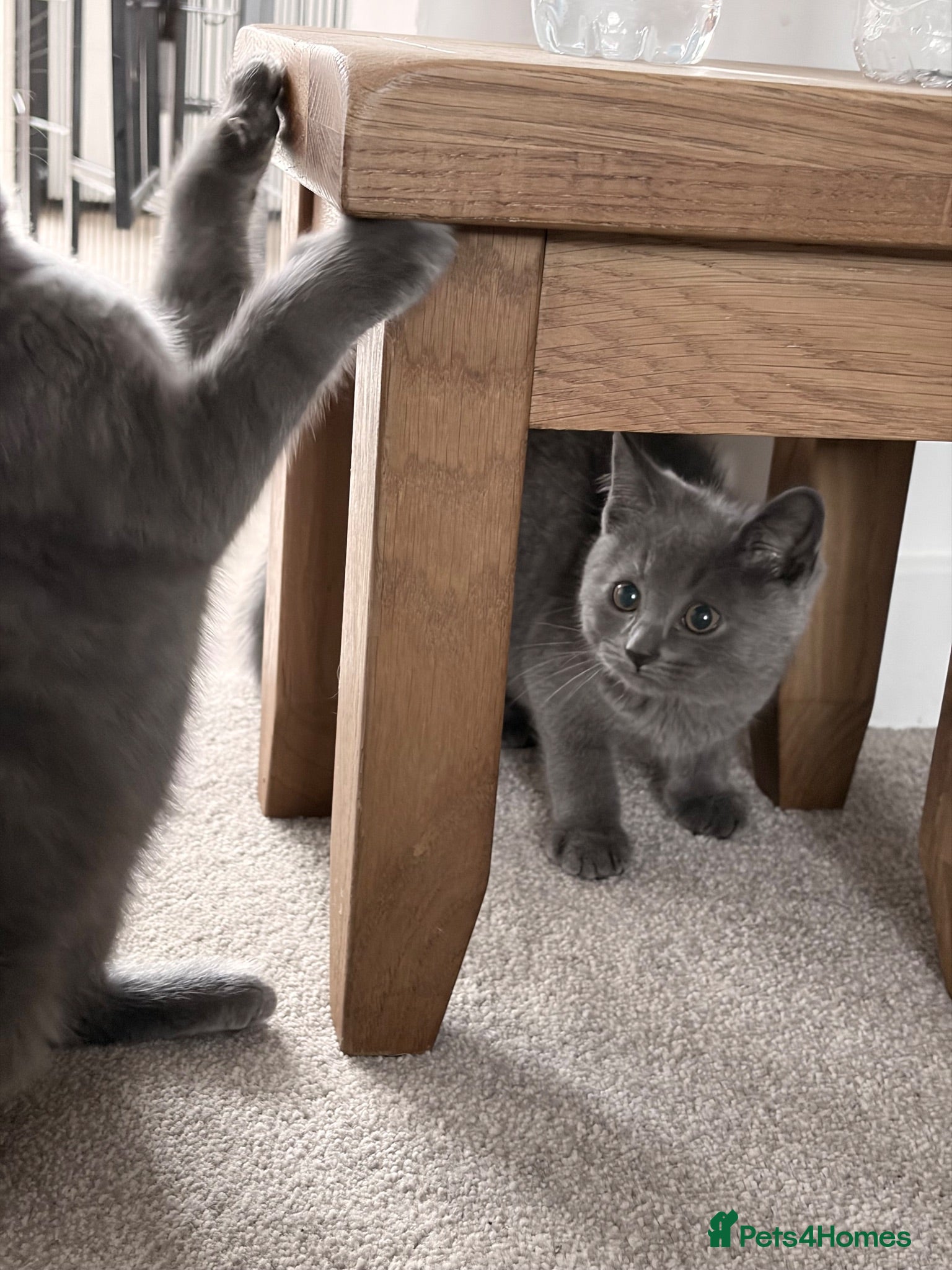 British Shorthair cats 2 blue BSH kittens Ready Now - Advert 2