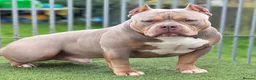 American Bully dogs for sale: American pocket bully pups - Advert 2