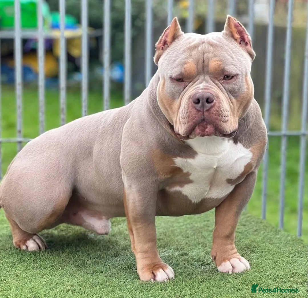 American Bully dogs for sale: American pocket bully pups - Advert 2