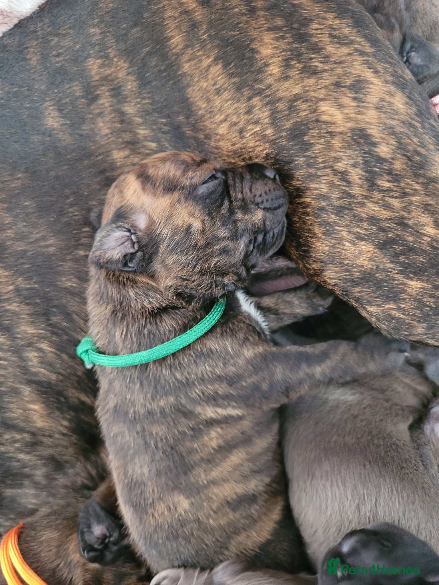 Mixed Breed dogs Staffie cross mastiff - Advert 5