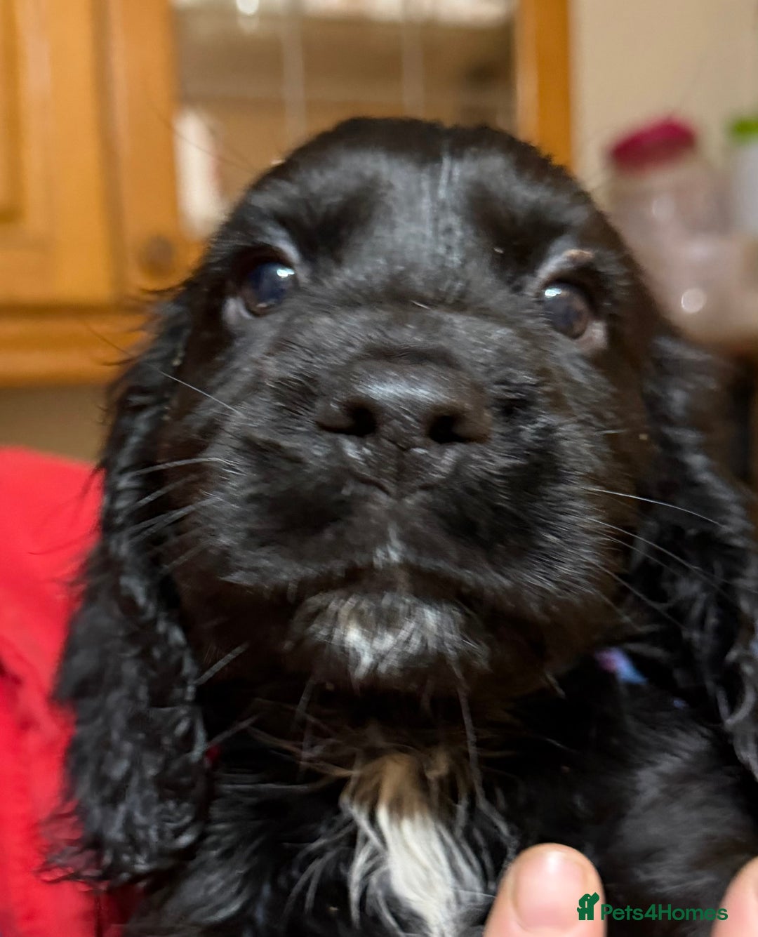 Cocker Spaniel dogs for sale: KC registered Working Cocker Spaniel  - Advert 2