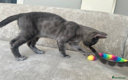 Bengal cats for sale: Two adorable Blue/Melanistic Bengal Kittens TICA  in Benfleet - Image 9
