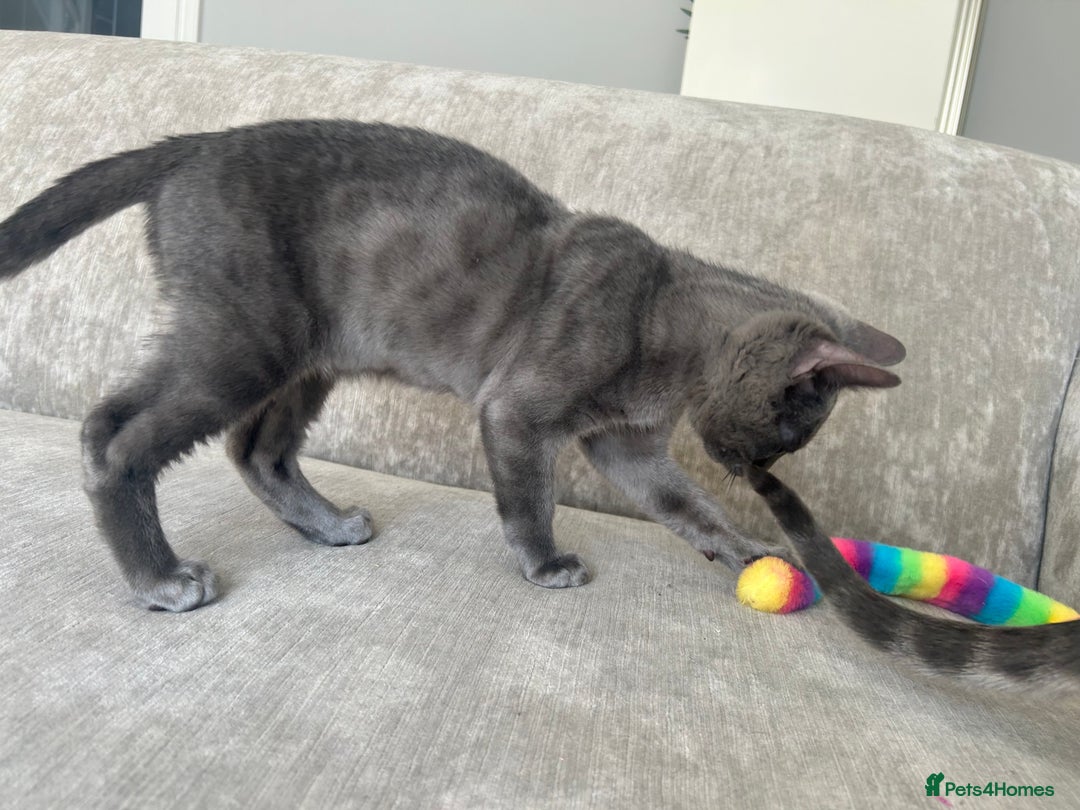 Bengal cats for sale: Two adorable Blue/Melanistic Bengal Kittens TICA  in Benfleet - Image 9