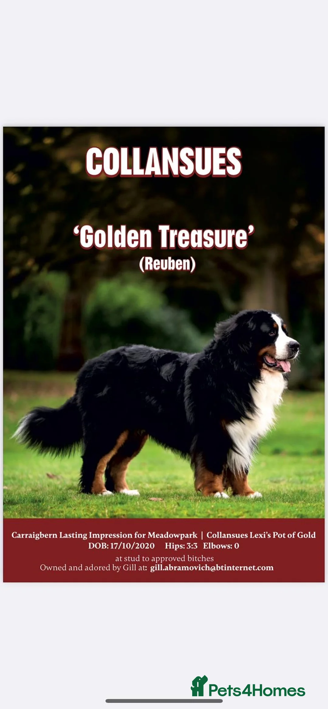 Bernese Mountain Dog dogs for sale: Pedigree Bernese Mountain Dog Puppies  - Advert 2