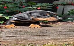 Miniature Dachshund dogs for sale: Smooth haired minature dacshund  - Image 24