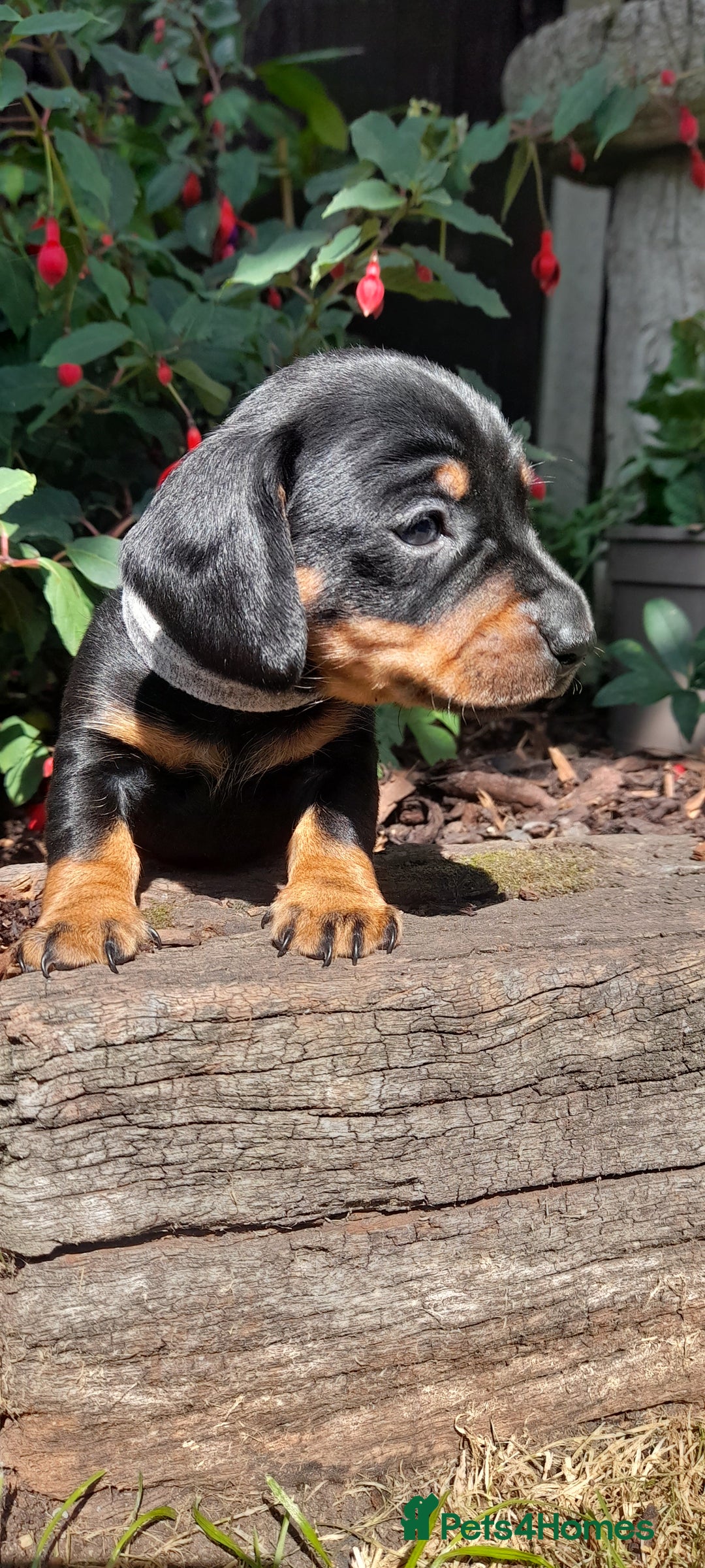 Miniature Dachshund dogs for sale: Smooth haired minature dacshund  - Image 24