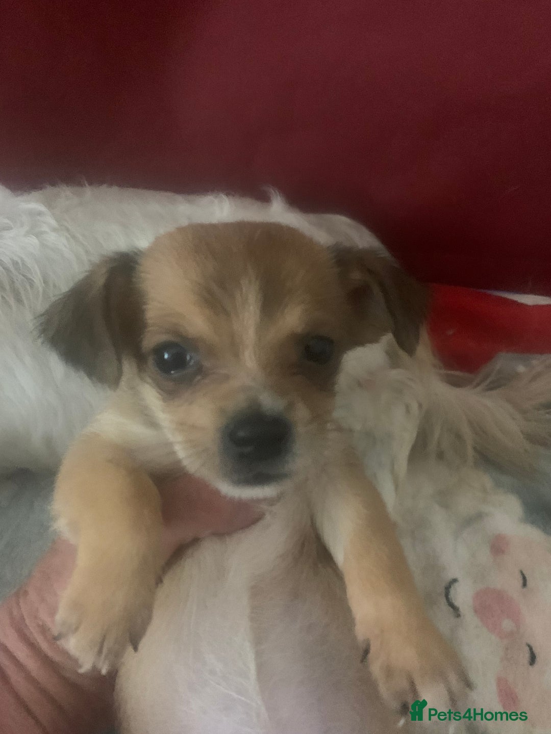 Mixed Breed dogs for sale: Bichon x Jack Russell READY NOW - Image 7