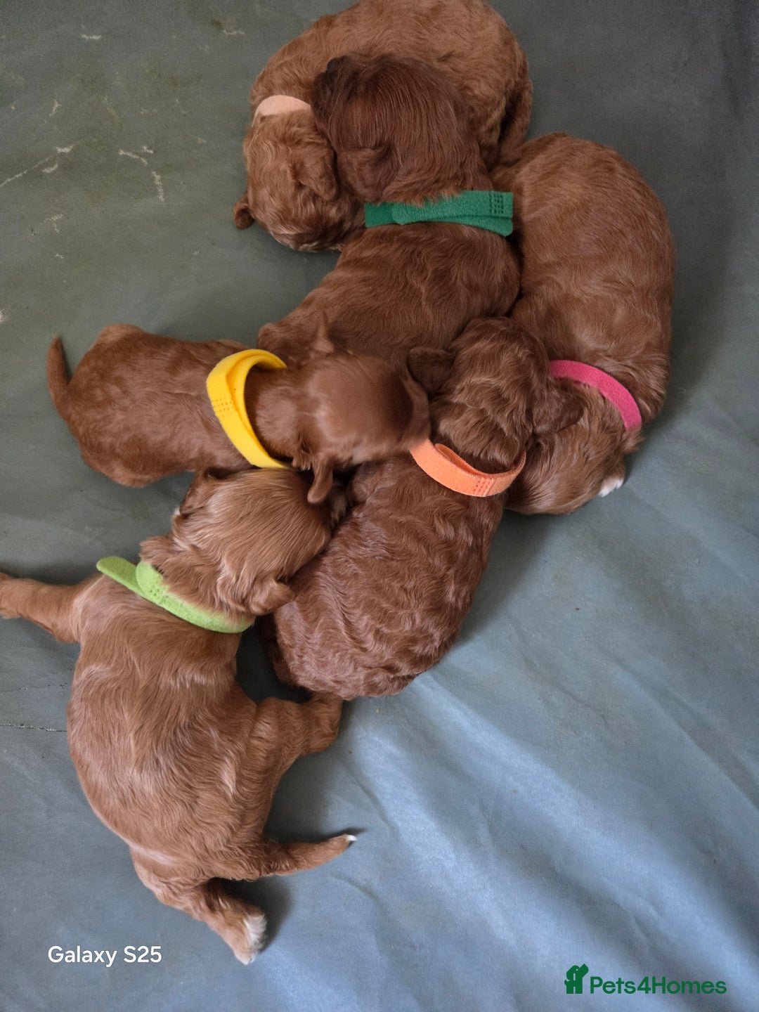 Cavapoo dogs for sale: Minature cavapoos - Advert 4