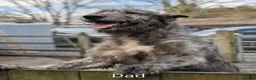 Irish Wolfhound dogs for sale: Irish Wolfhound puppies  - Advert 3