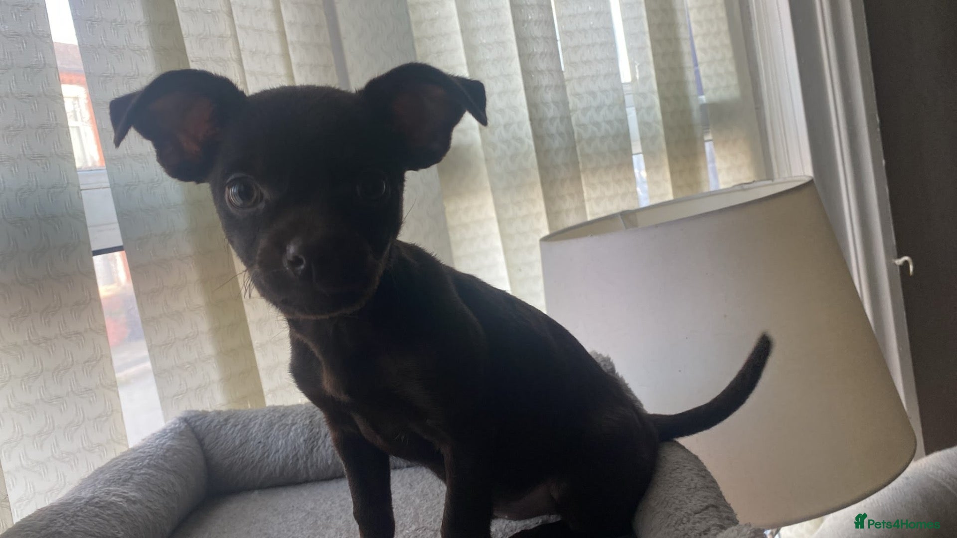 Mixed Breed dogs for sale: Patterdale Cross - Advert 2