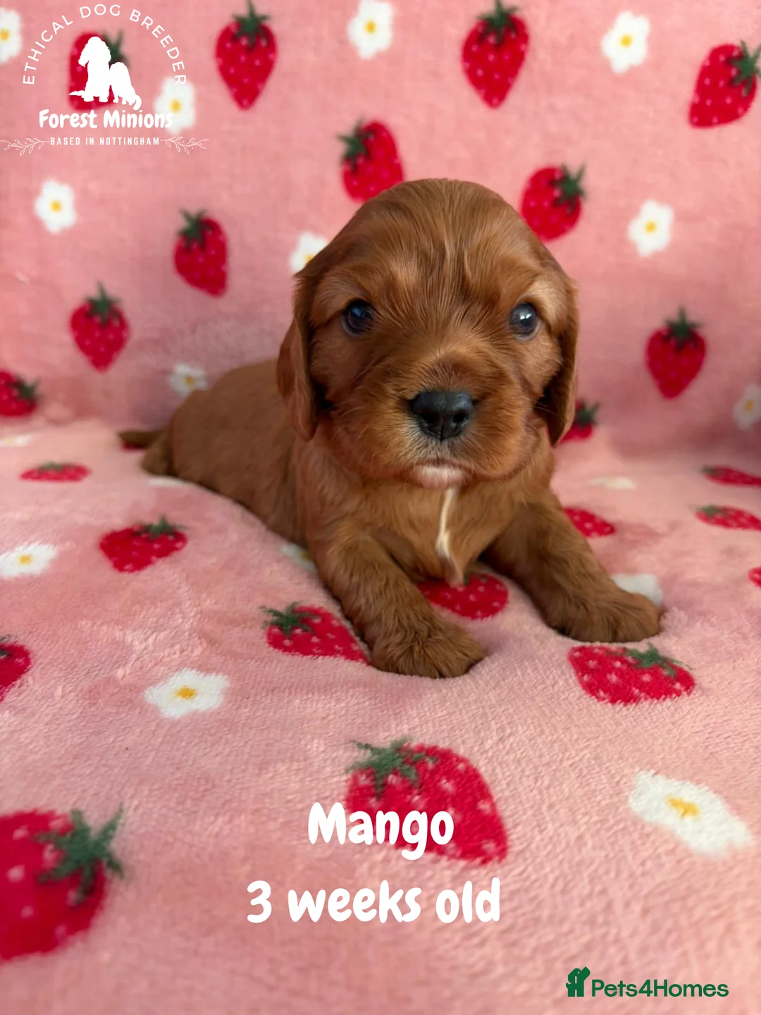 Cavalier King Charles Spaniel dogs for sale: Beautiful KC Cavalier King Charles Spaniel puppies - Advert 6