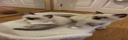 Ragdoll cats for sale: 🐾 Beautiful Ragdoll Kittens 🐾 - Advert 7