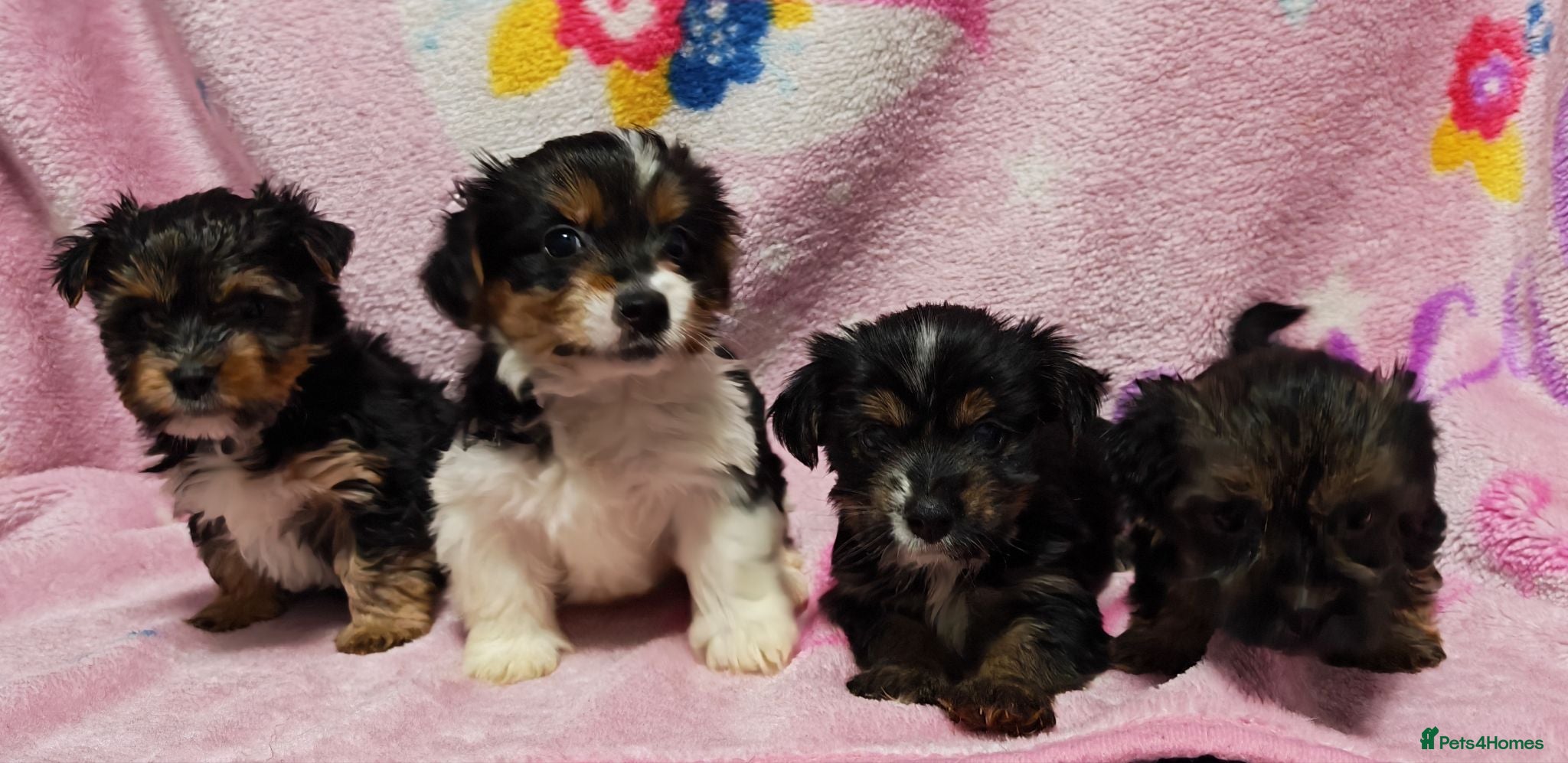 Yorkshire Terrier dogs Colourful Yorkshire terriers ready now  - Advert 1