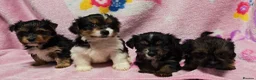 Yorkshire Terrier dogs for sale: Colourful Yorkshire terriers ready now  in Hawick - Advert 1