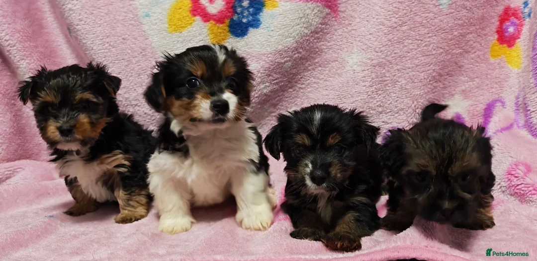 Yorkshire Terrier dogs for sale: Colourful Yorkshire terriers ready now  in Hawick - Advert 1