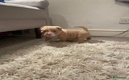 American Bully dogs for sale: Extraordinary Pocket Bully pups - Advert 14