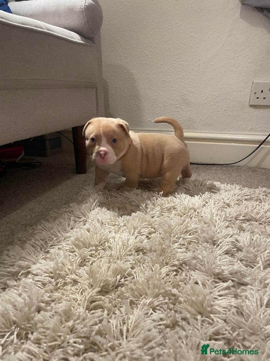 American Bully dogs for sale: Extraordinary Pocket Bully pups - Advert 14