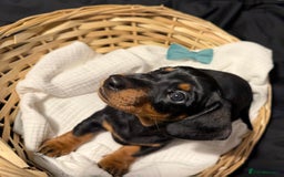 Miniature Dachshund dogs for sale: Miniature short haired daschunds  - Image 6