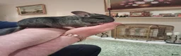 Chinchilla rodents for sale: Chinchilla baby males - Advert 5