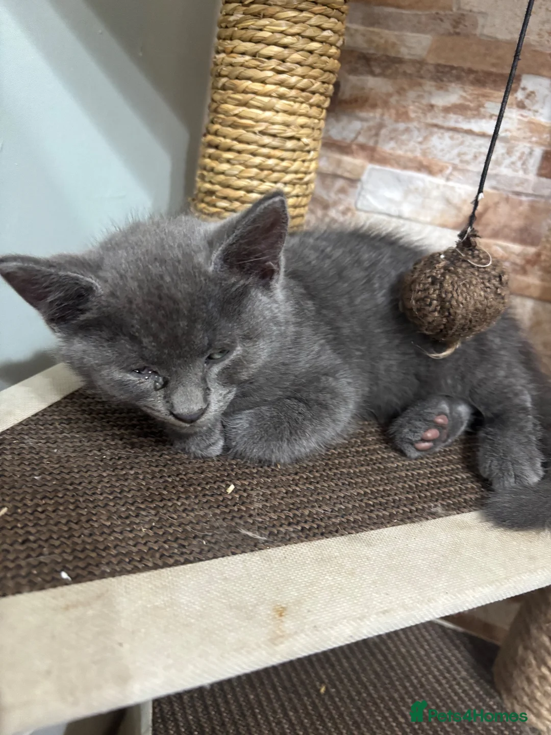 Mixed Breed cats for sale: Beautiful grey 1/4 Maine coon kitten  - Advert 2