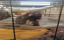 Rat rodents for sale: 2 rats with cage - Image 2