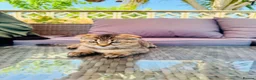 Scottish Fold cats for sale: ✨ Kittens Looking for Forever Homes ✨ - Advert 19