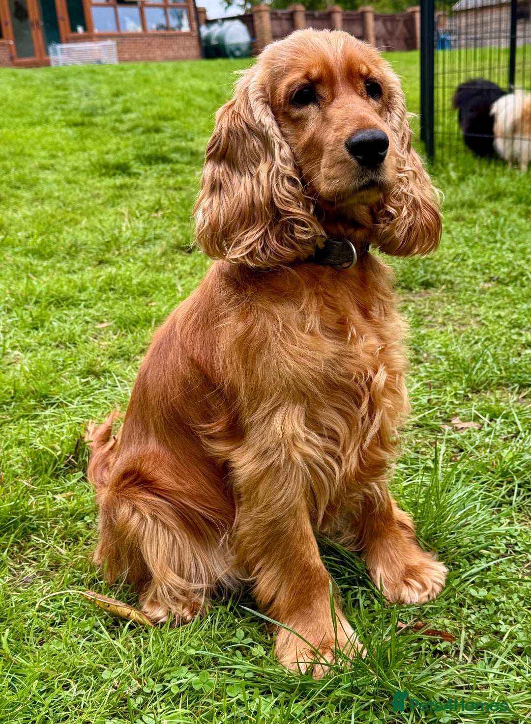 Cocker Spaniel dogs for adoption: Sunny: The Little Soul Who Escaped the Darkness - Image 4