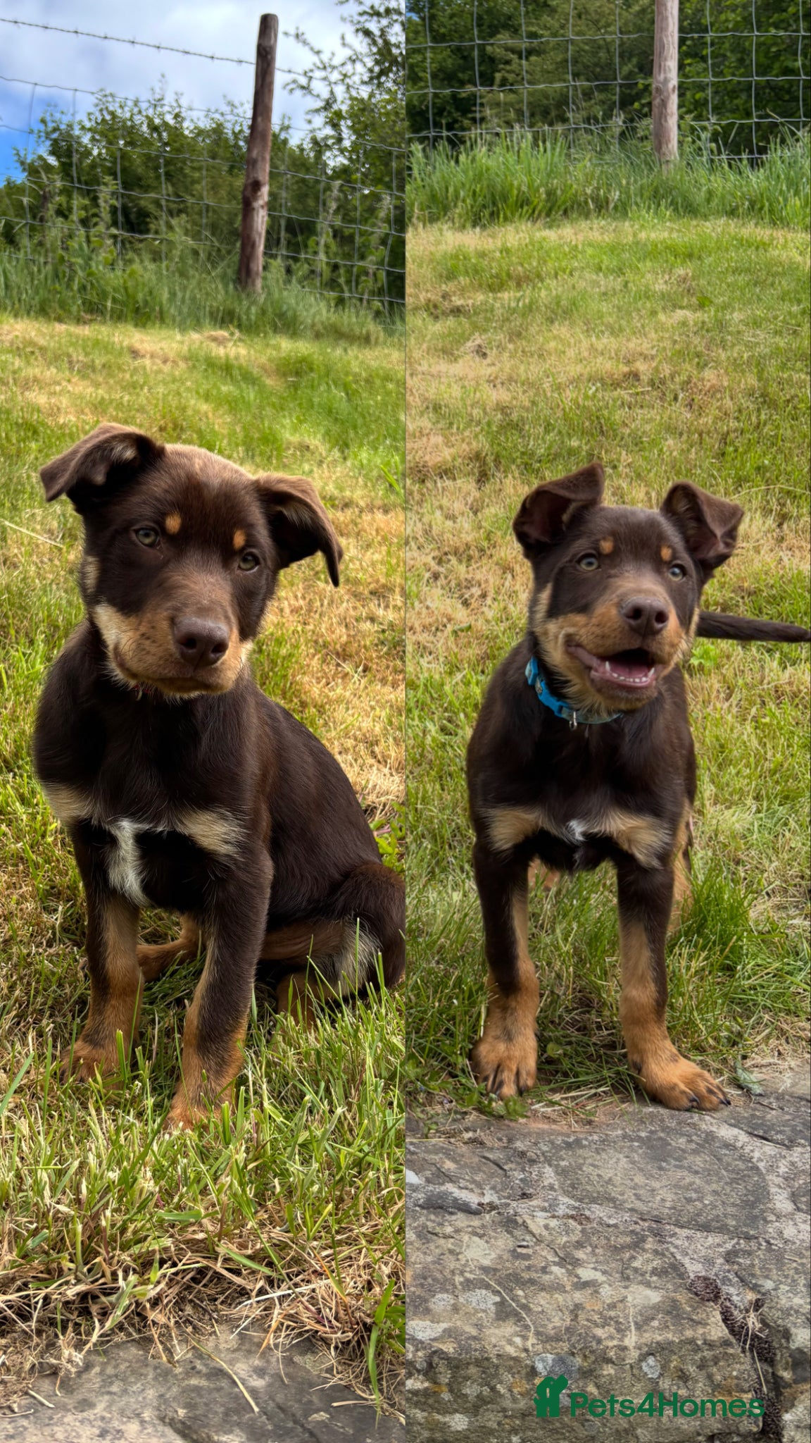 Australian Kelpie dogs Fully Vaccinated Red & Tan Australian Kelpie - Advert 1