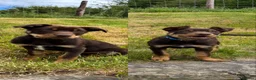 Australian Kelpie dogs for sale: Last 2 Vaccinated Australian Kelpie Puppies - Advert 1