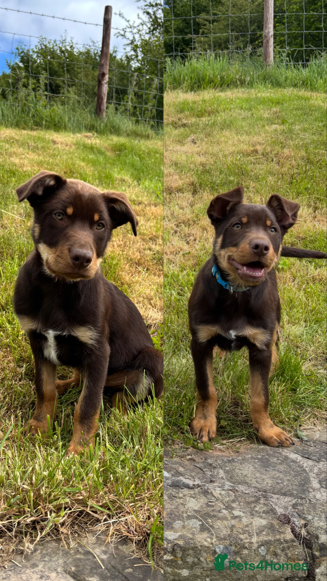Australian Kelpie dogs for sale: Last 2 Vaccinated Australian Kelpie Puppies - Advert 1