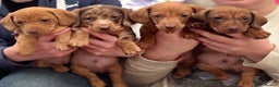 Miniature Dachshund dogs for sale: Full of fun Miniature Dachshunds  - Advert 1