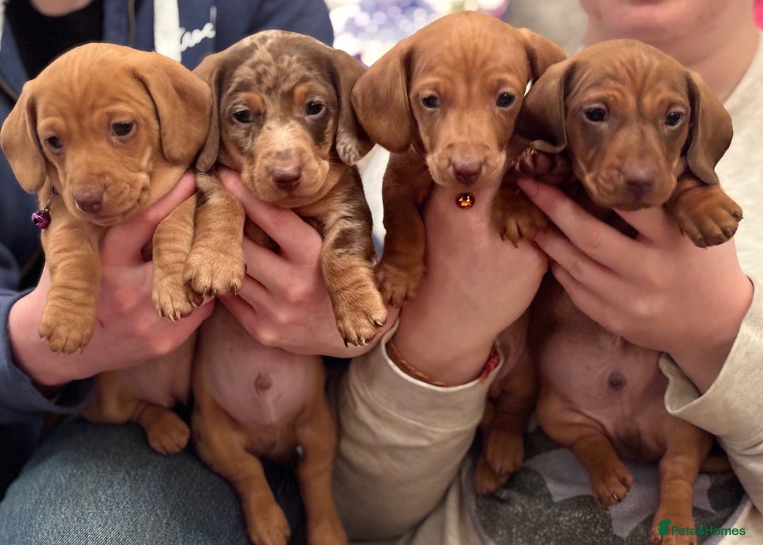 Miniature Dachshund dogs for sale: Full of fun Miniature Dachshunds  - Advert 1