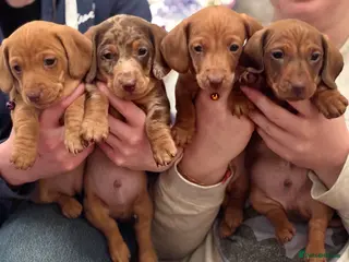 Miniature Dachshund dogs Full of fun Miniature Dachshunds - Advert 16