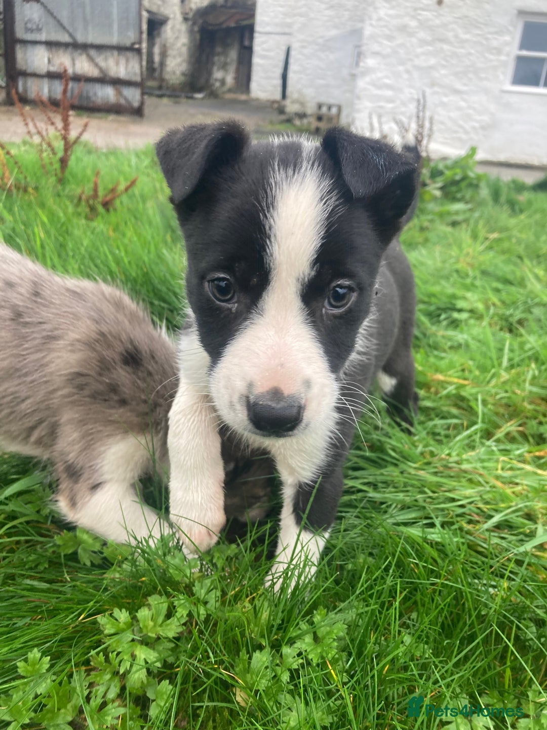 Border Collie dogs for sale: Playful pups - Image 8