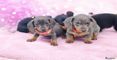Dachshund dogs - Advert 4