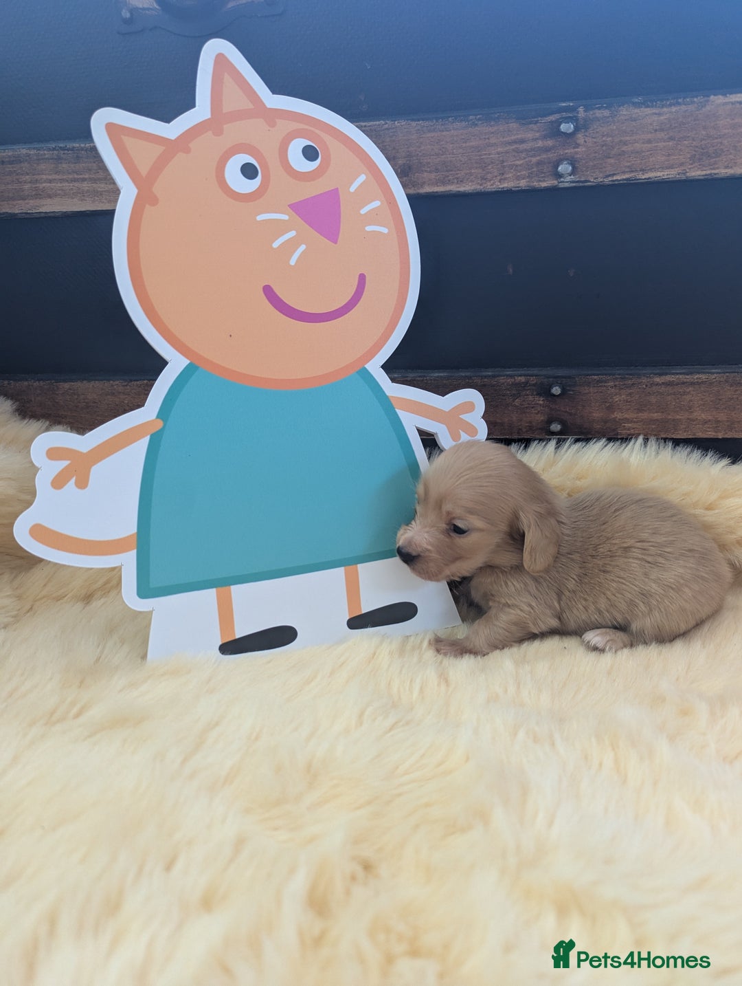 Dachshund dogs for sale: Long haired miniature Dachshunds  - Image 11