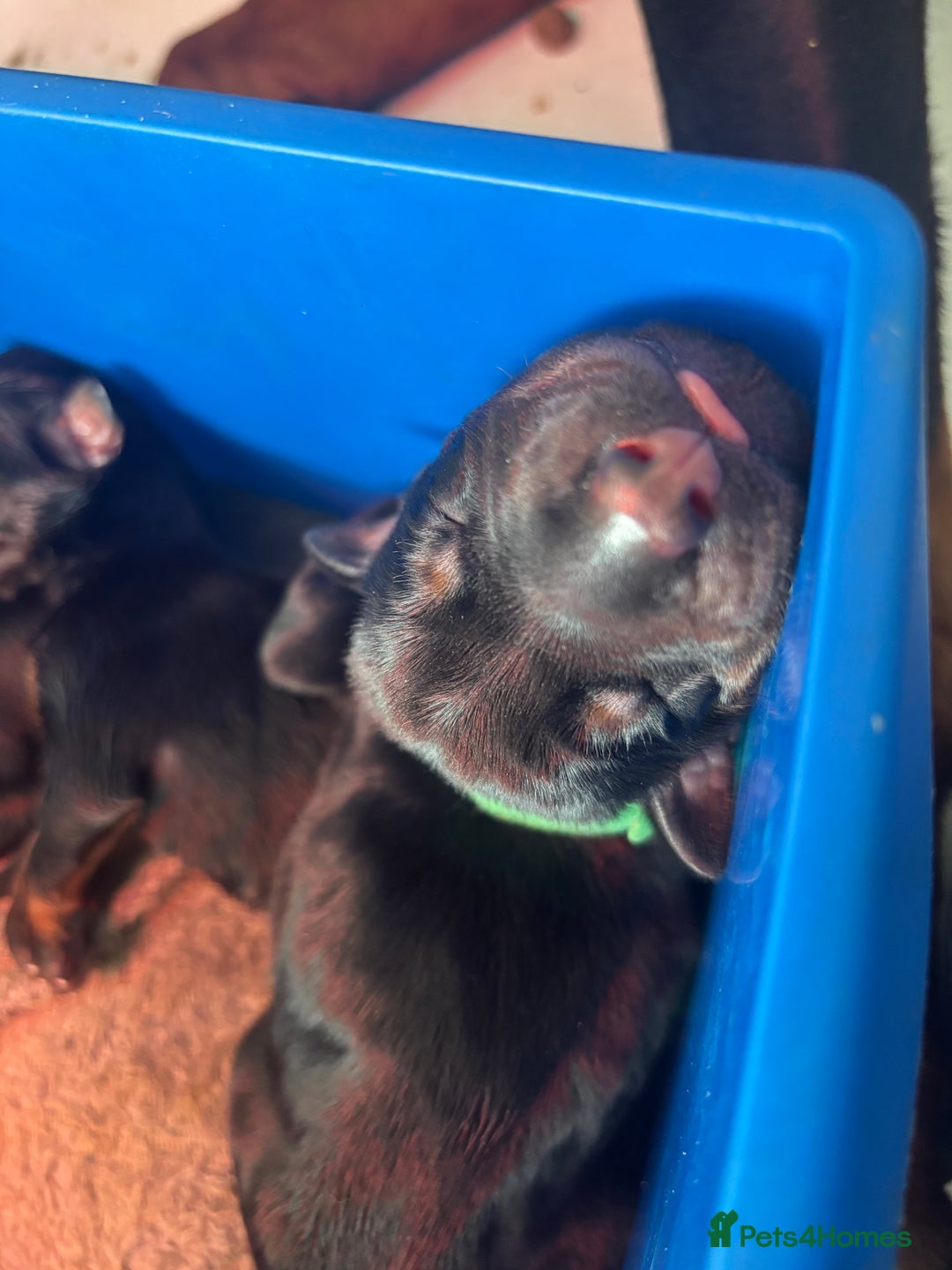 Dobermann dogs for sale: ⭐️DOBERMAN🐾PUPPIES⭐️🐶AVAILABLE🐾MID🐾SEPTEMBER🐶 - Image 14