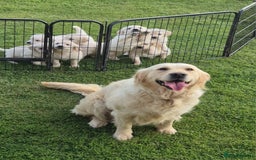 Golden Retriever dogs for sale: KC GOLDEN RETRIEVER PUPPIES  - Image 22