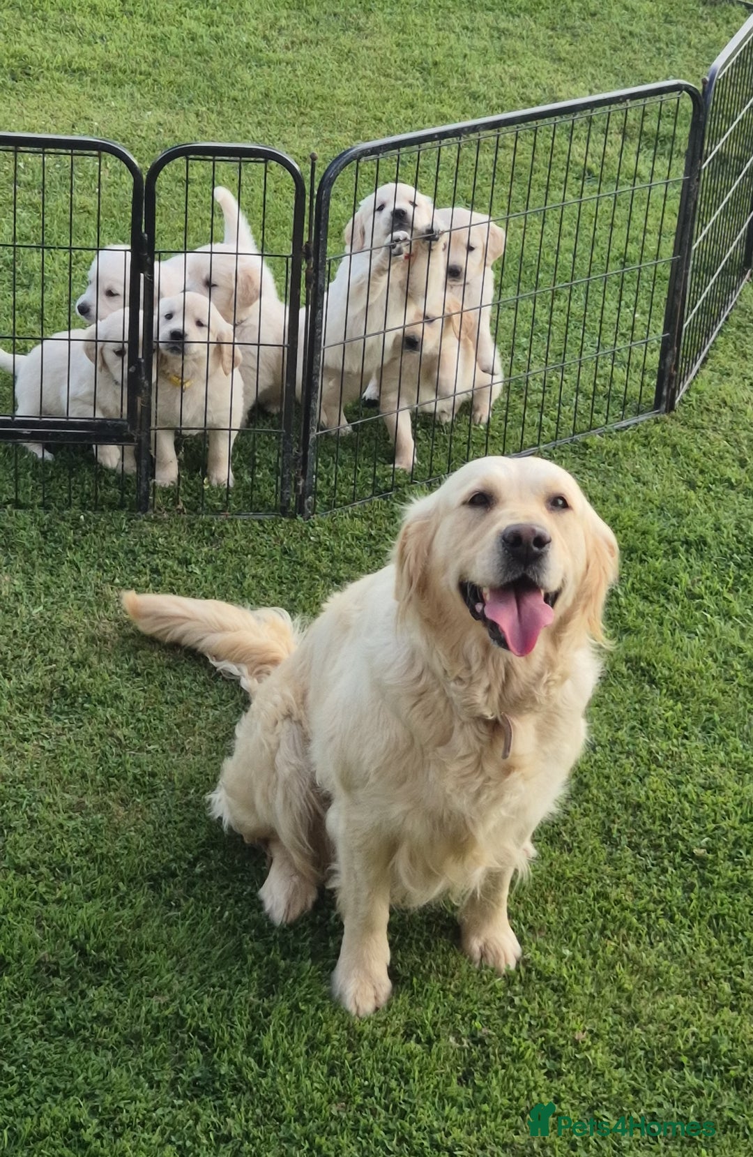 Golden Retriever dogs for sale: KC GOLDEN RETRIEVER PUPPIES  - Image 22