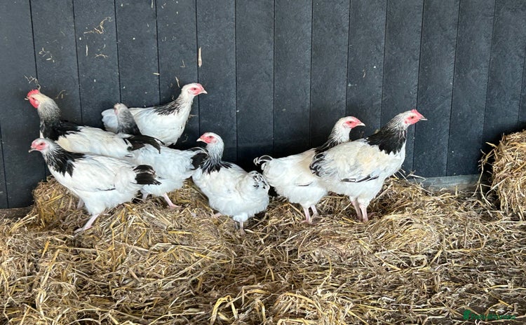 Chickens poultry - Advert 1