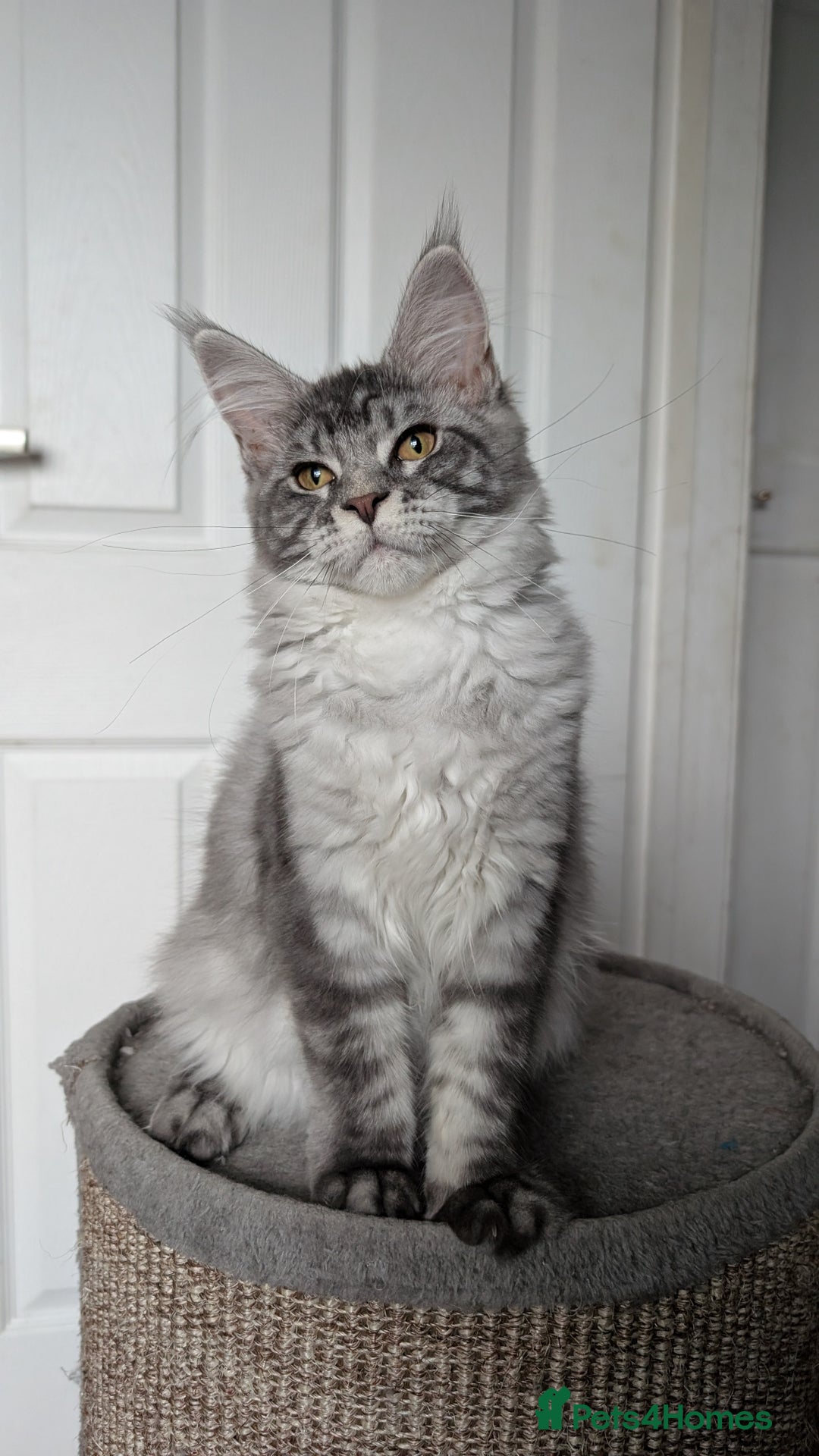 Maine Coon cats for sale:  LAST Black Smoke Maine coon girl available  - Image 16