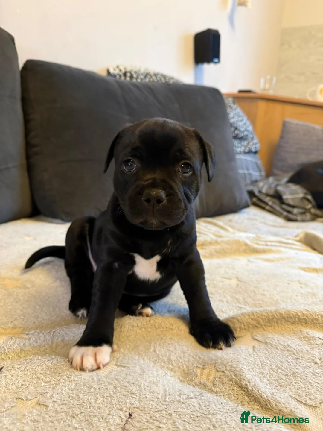 Staffordshire Bull Terrier dogs for sale: Staffordshire Bull Terrier puppies KC registered  - Advert 12