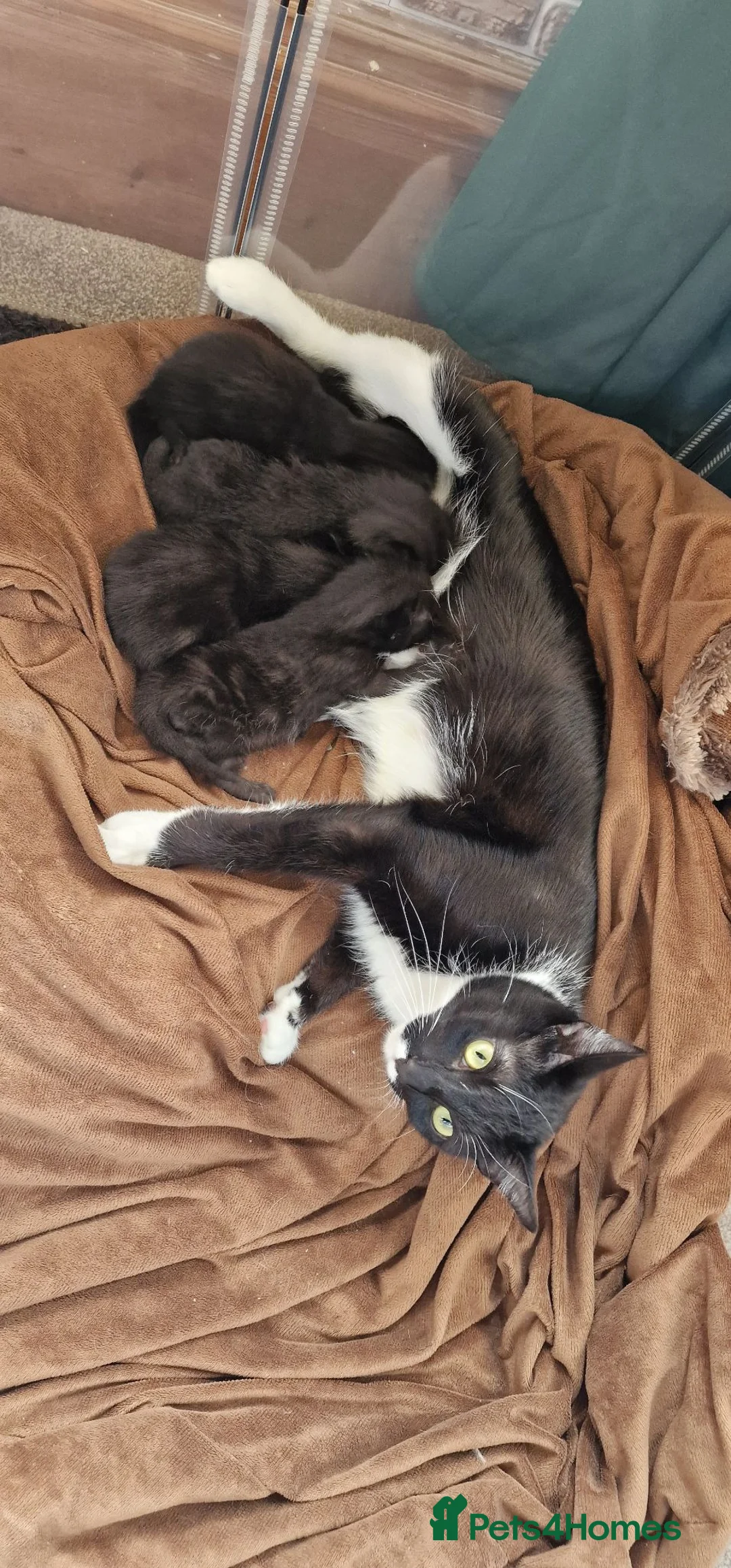 Mixed Breed cats for sale: Russian/Ragdoll/Bengal X  - Advert 35