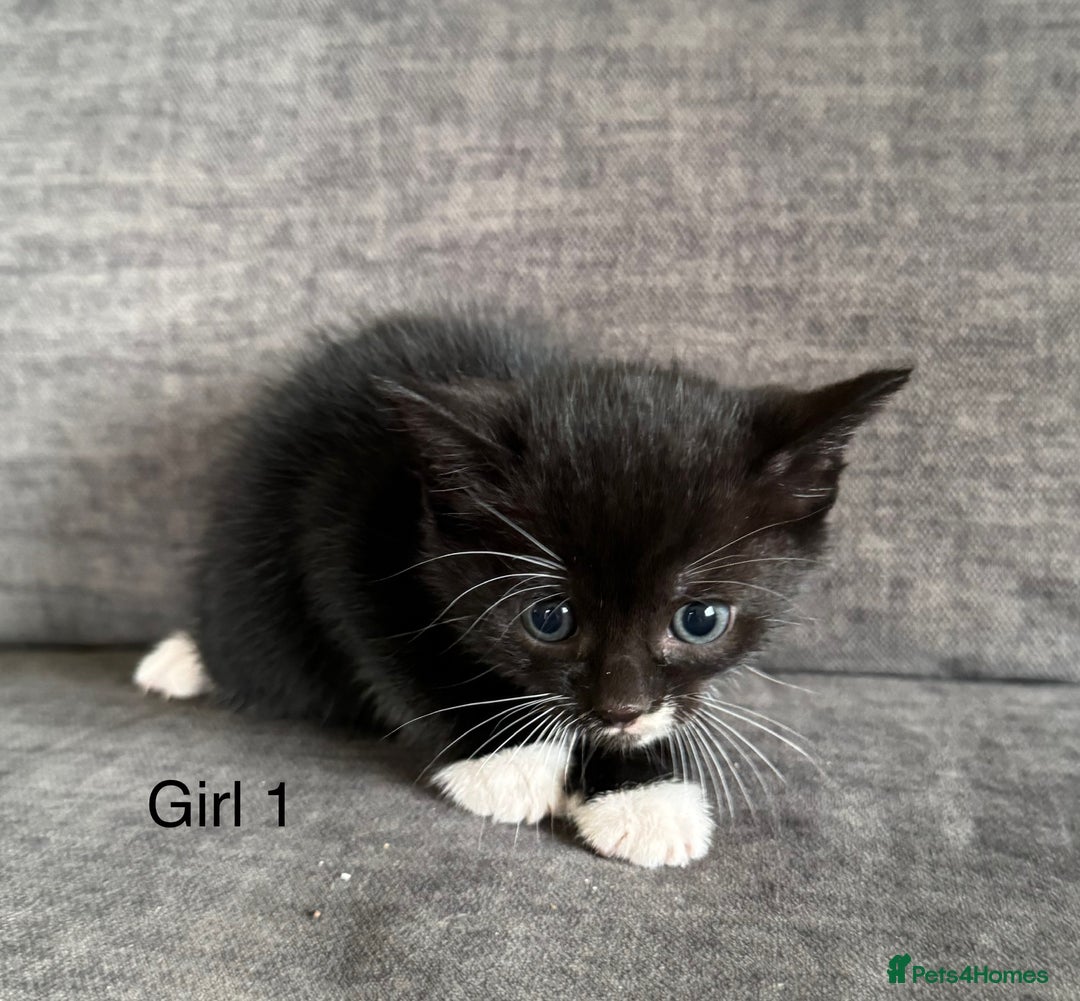 Domestic Shorthair cats for sale: Kittens - Image 5