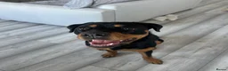 Rottweiler dogs for sale: Roxy the Rottweiler  in Eastbourne - Advert 4