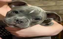 American Bully dogs for sale: American Micro Bully. Ready to go.  - Image 4