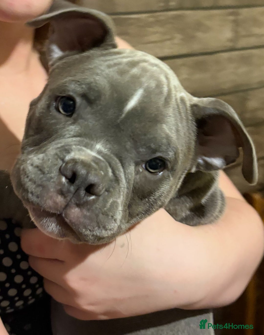 American Bully dogs for sale: American Micro Bully. Ready to go.  - Image 4