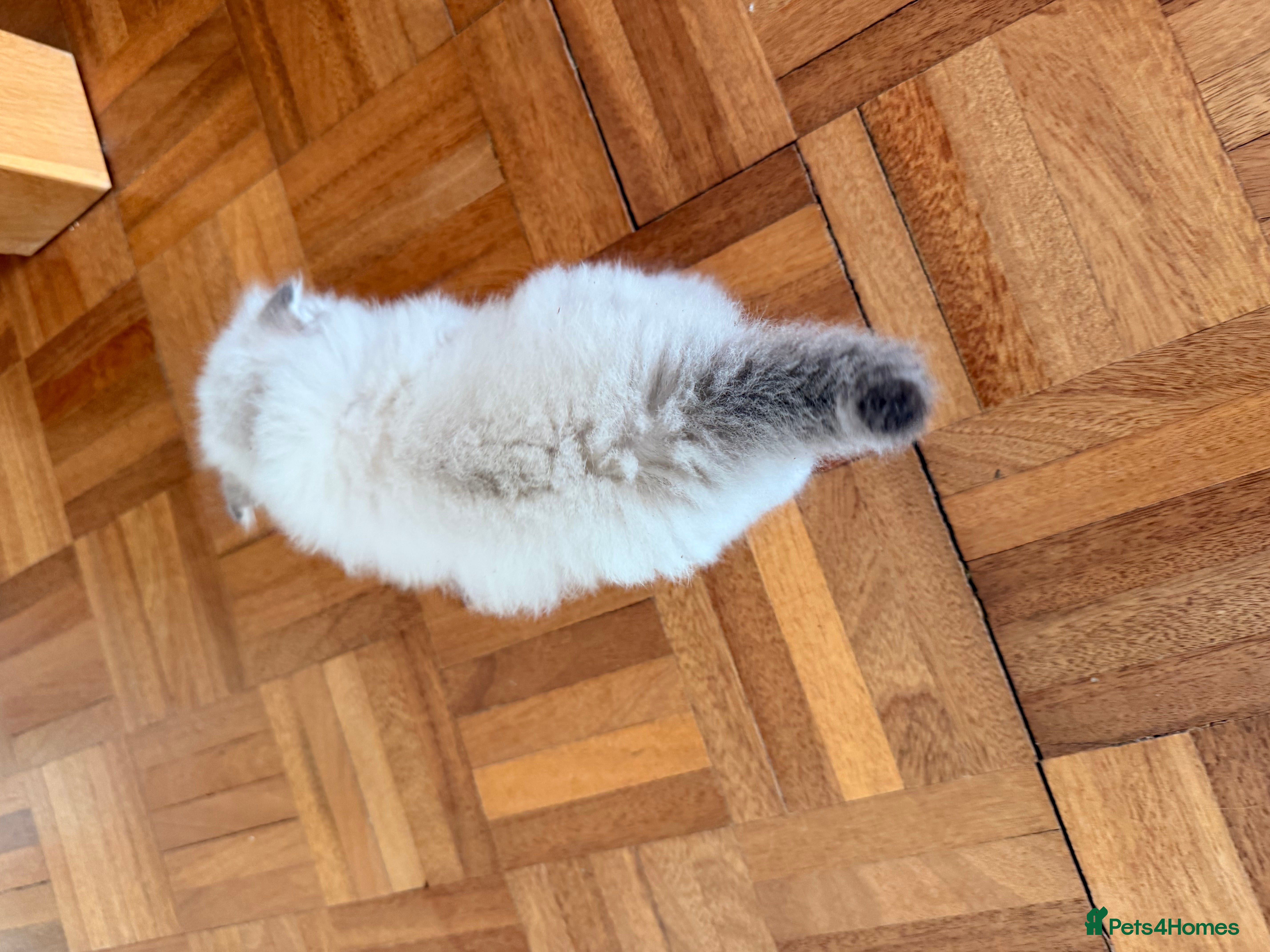 Scottish Fold cats for sale: Beautiful Rainbow litter available to reserve - Advert 34